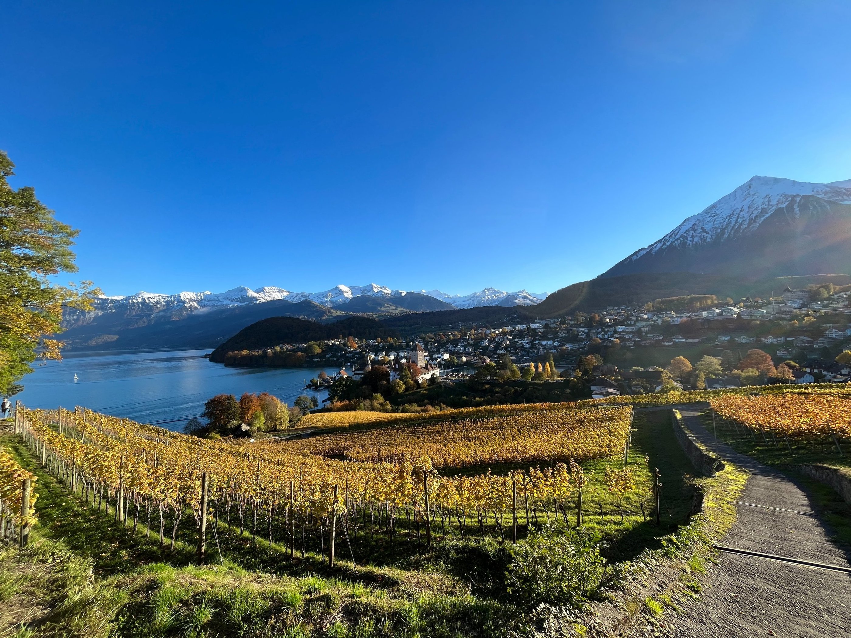 View from the Spiez Vineyards