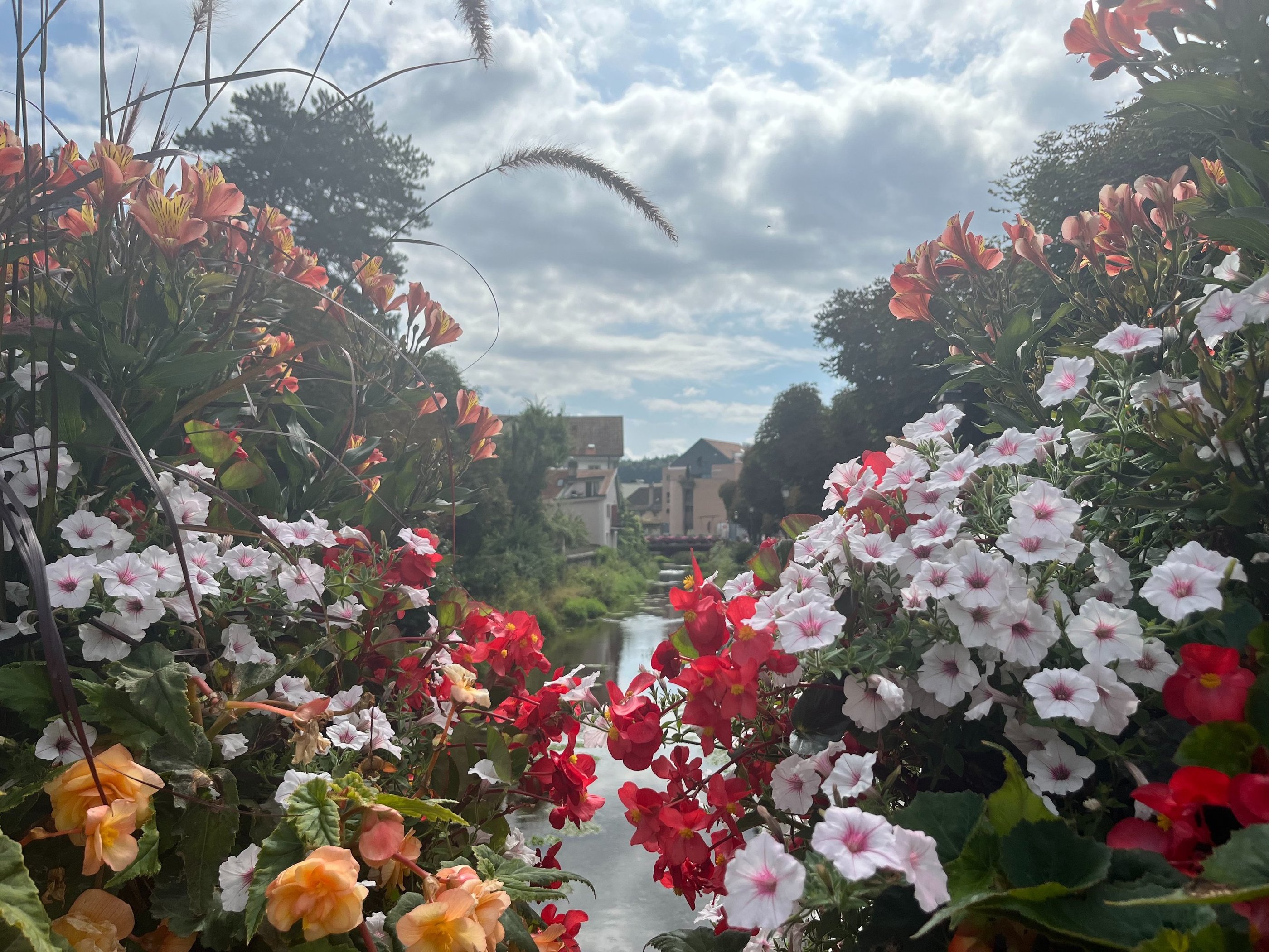 Flowers in Porrentruy in the Canton of Jura