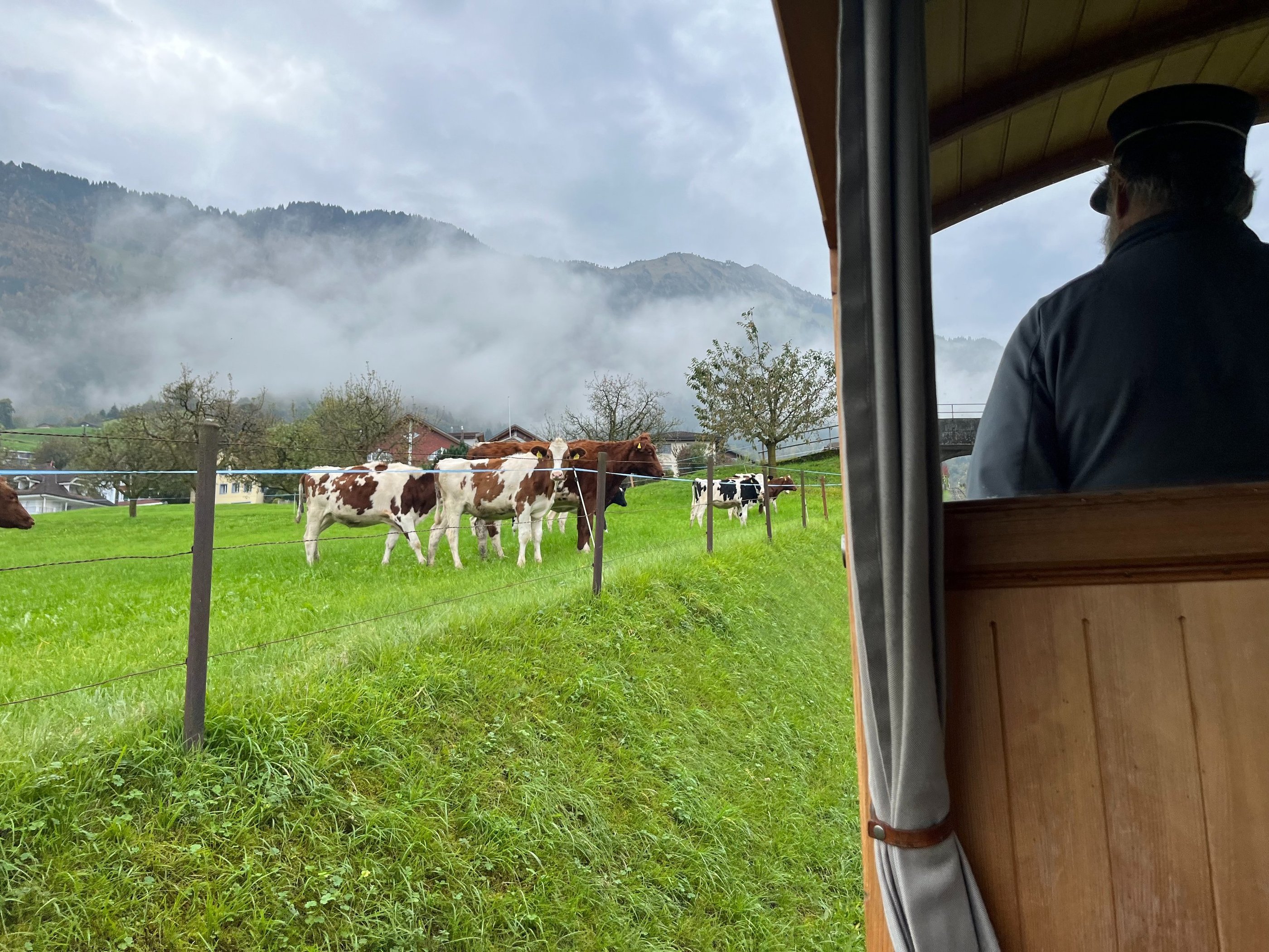 Looking out on cows from the Stanserhorn-Bahn funicular
