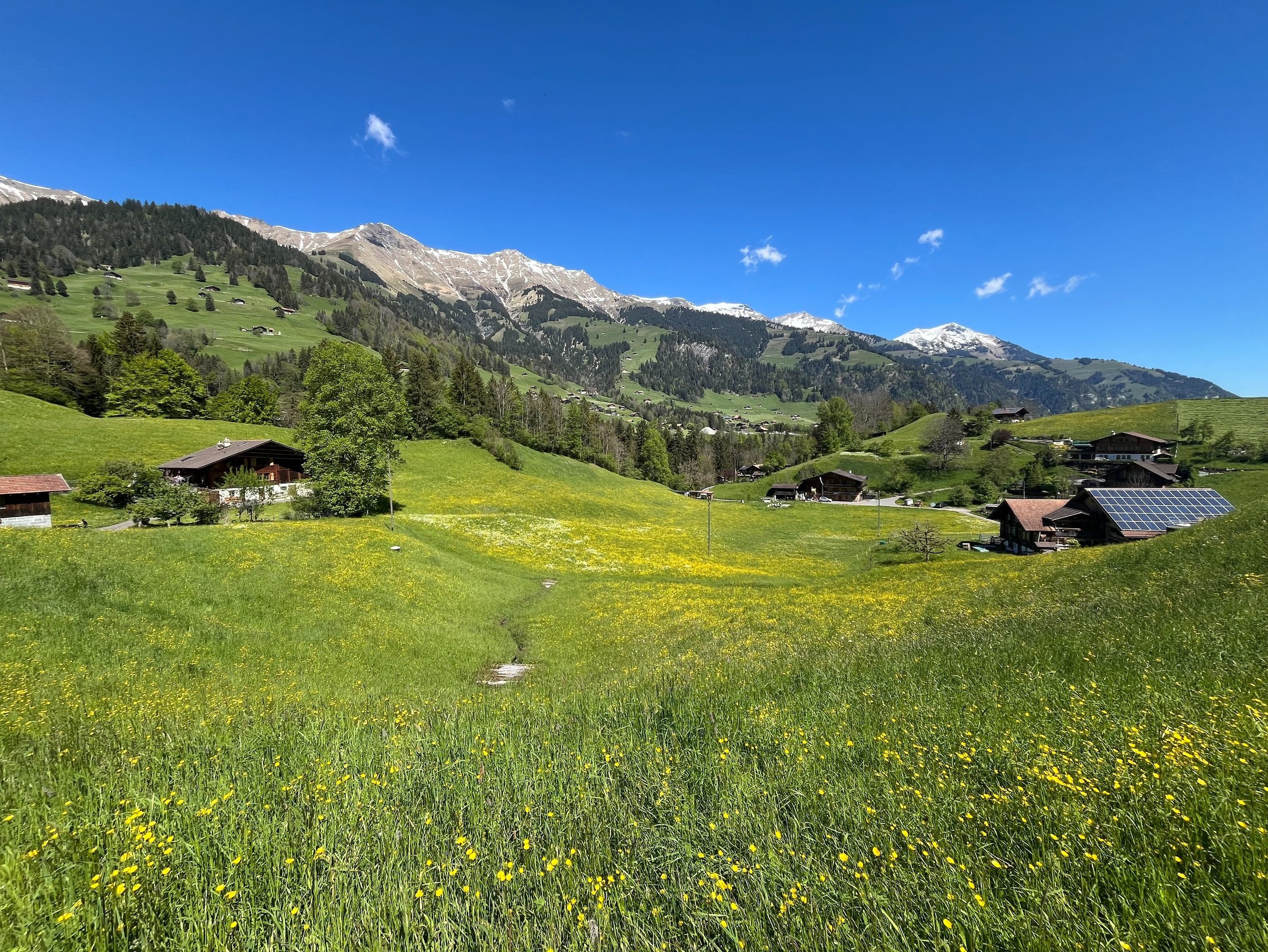 Fields of wildflowers outside of Frutigen