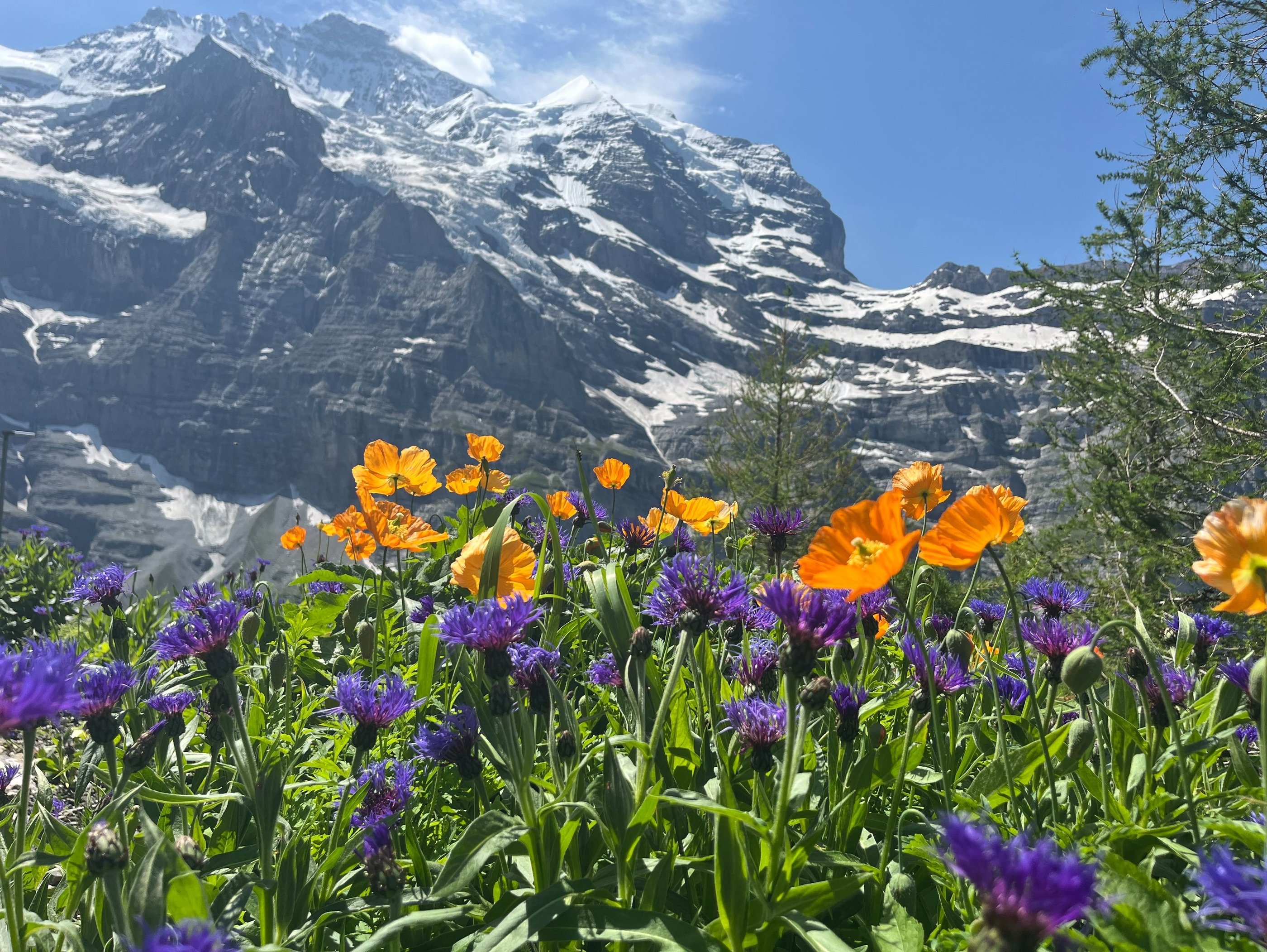 Jungfrau with flowers in the foreground