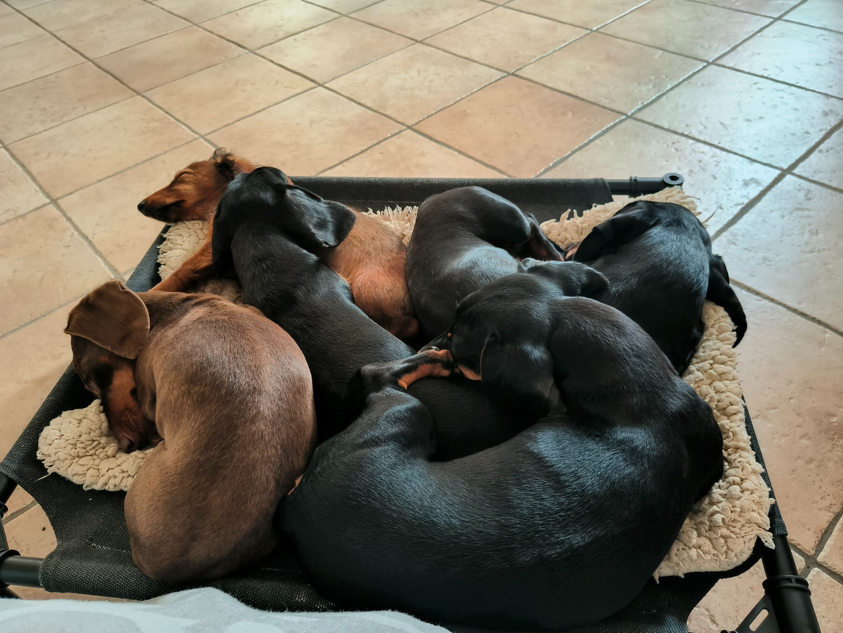 Bassotti Ferrara Emilia Romagna