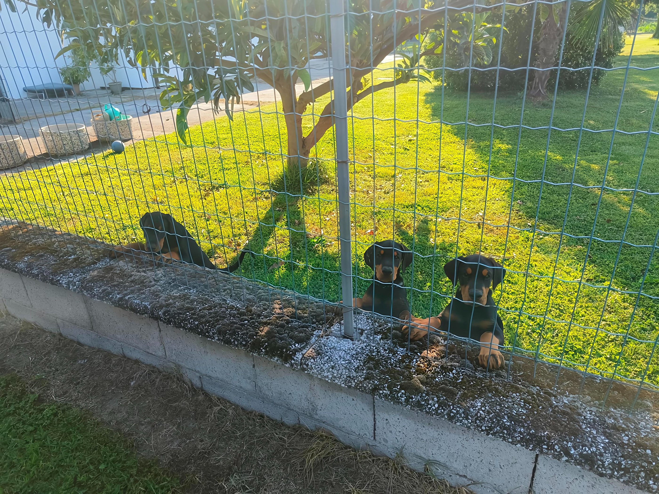 cuccioli doberman neri focati Ferrara emilia romagna