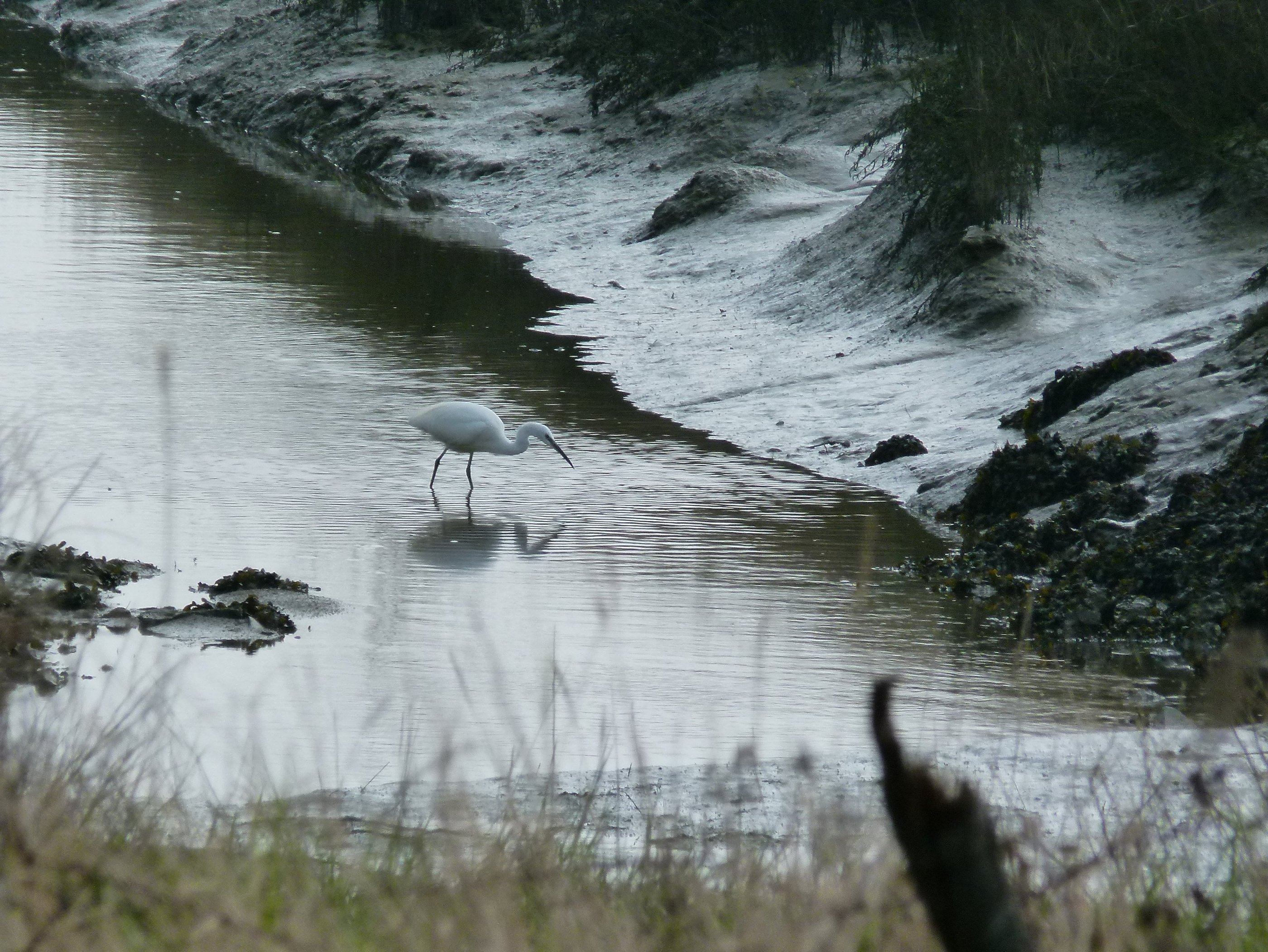 Aigrette garzette