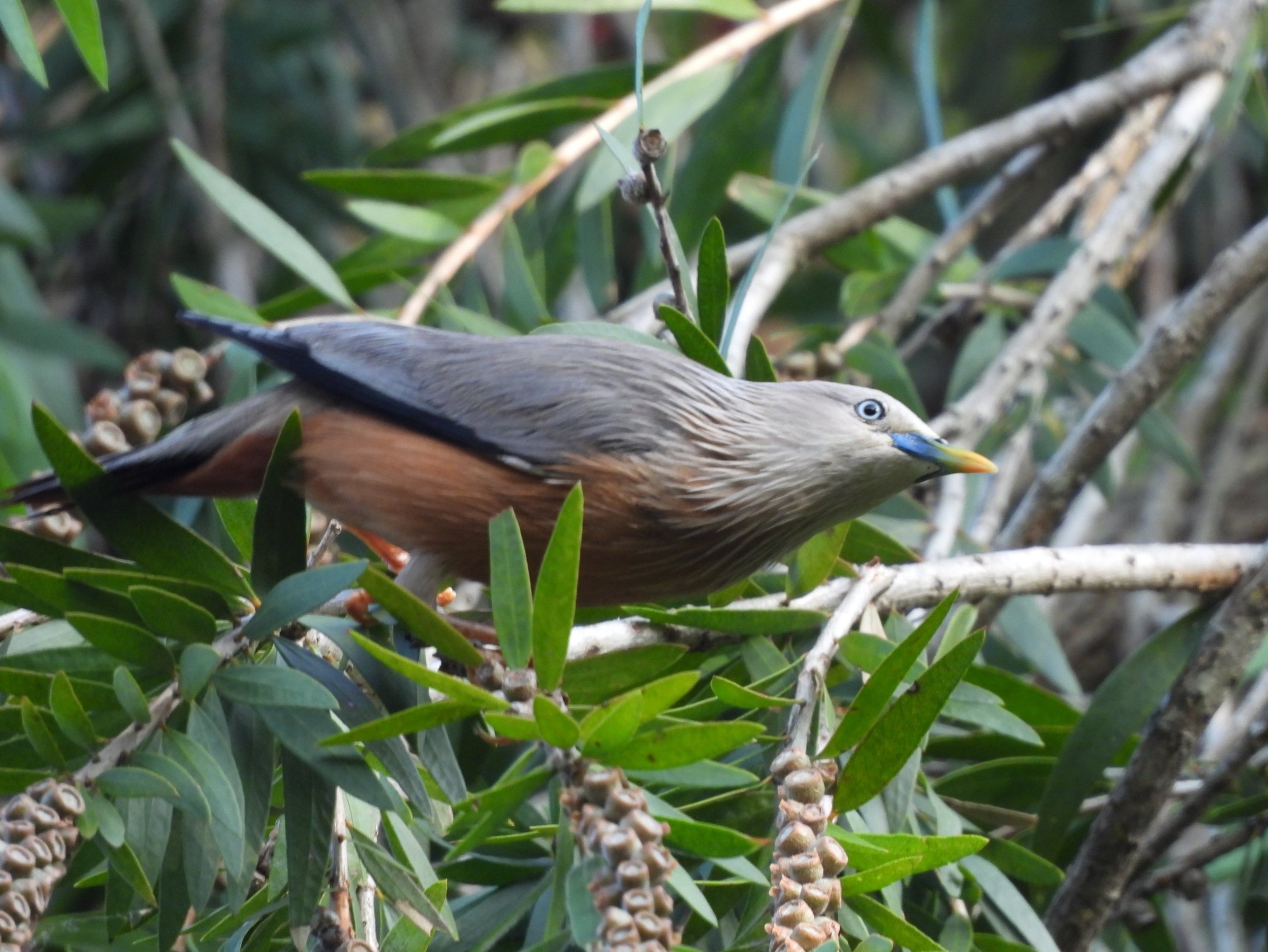 bird in the forest in Dailehk district