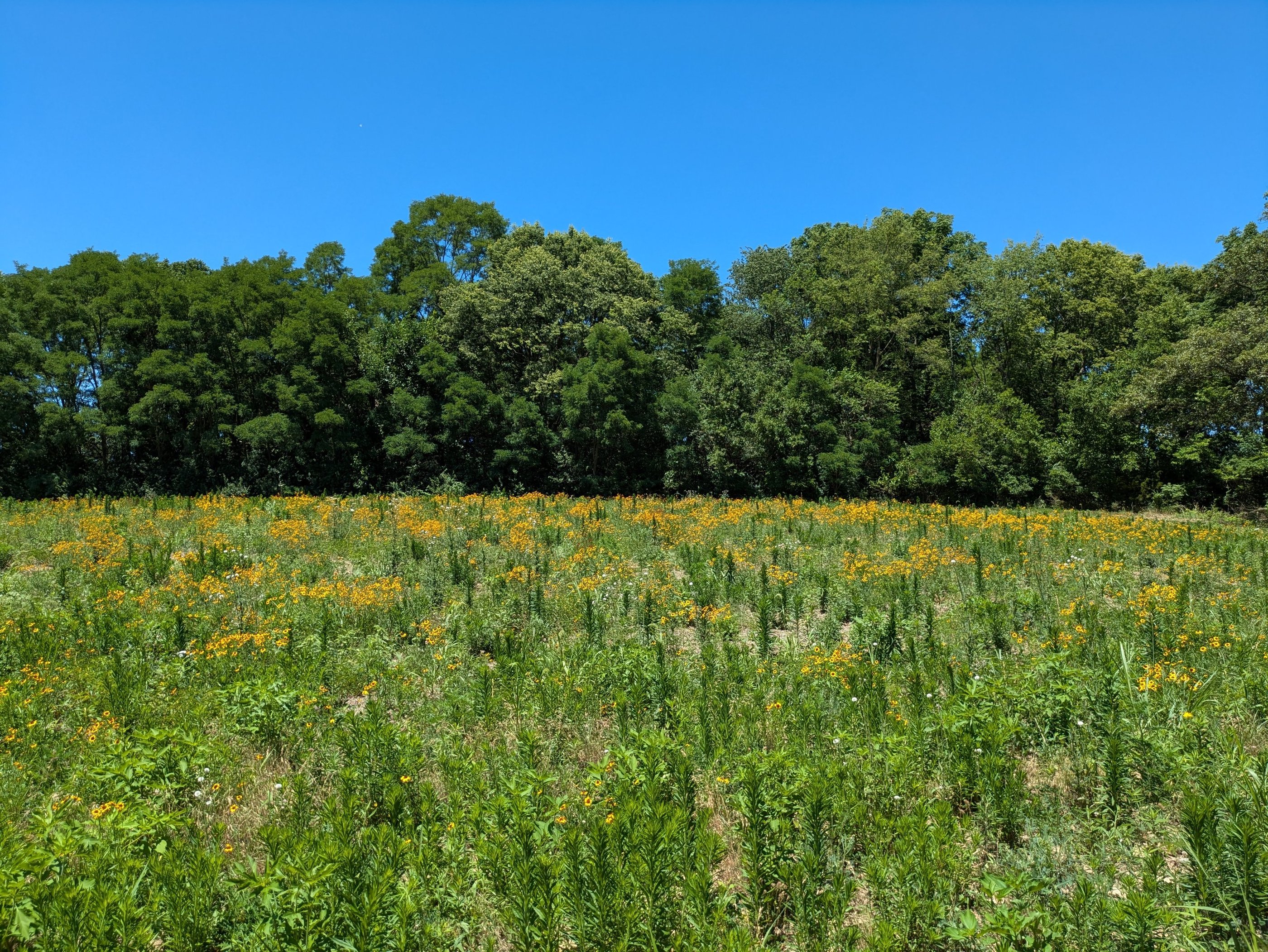 A field with yellow flowers backed by green trees under a beautiful blue sky.