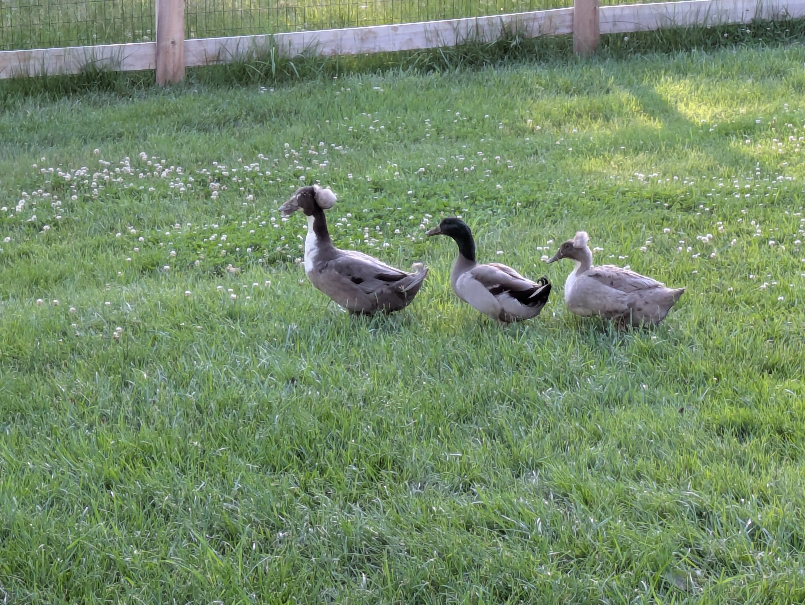 Ducks walking in a line
