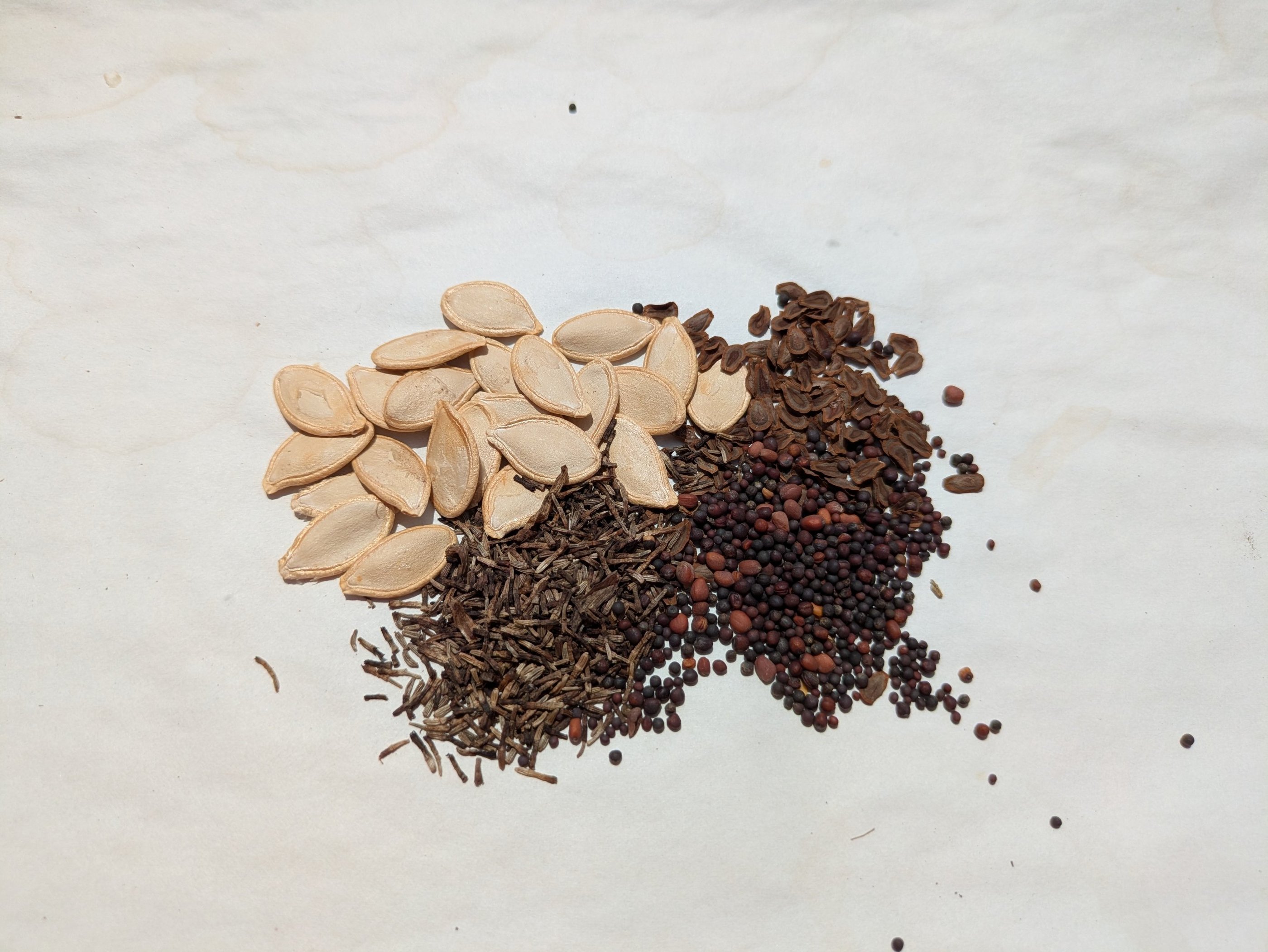 A collection of seeds