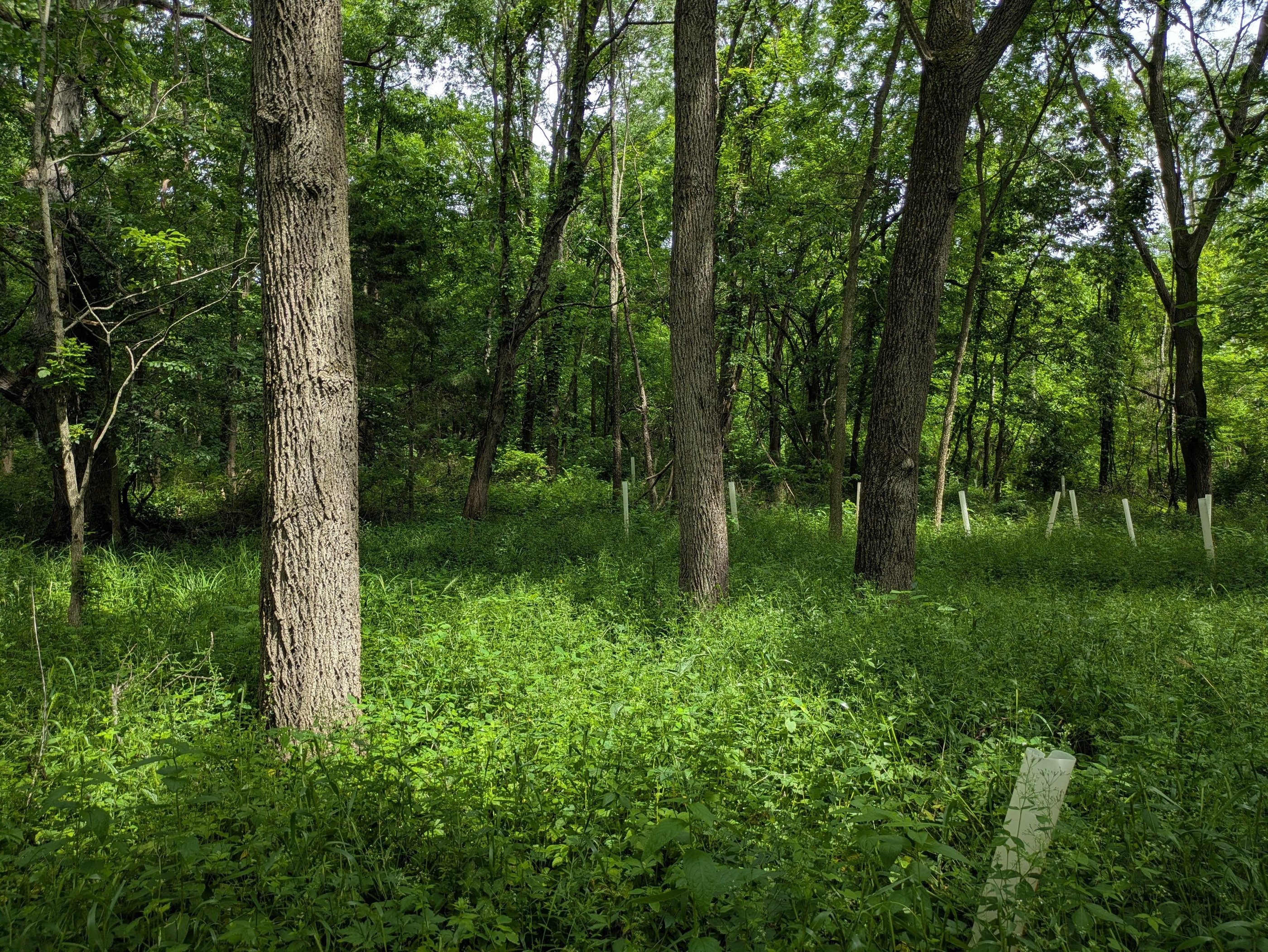 A forest regrowing after removal of invasive honeysuckle