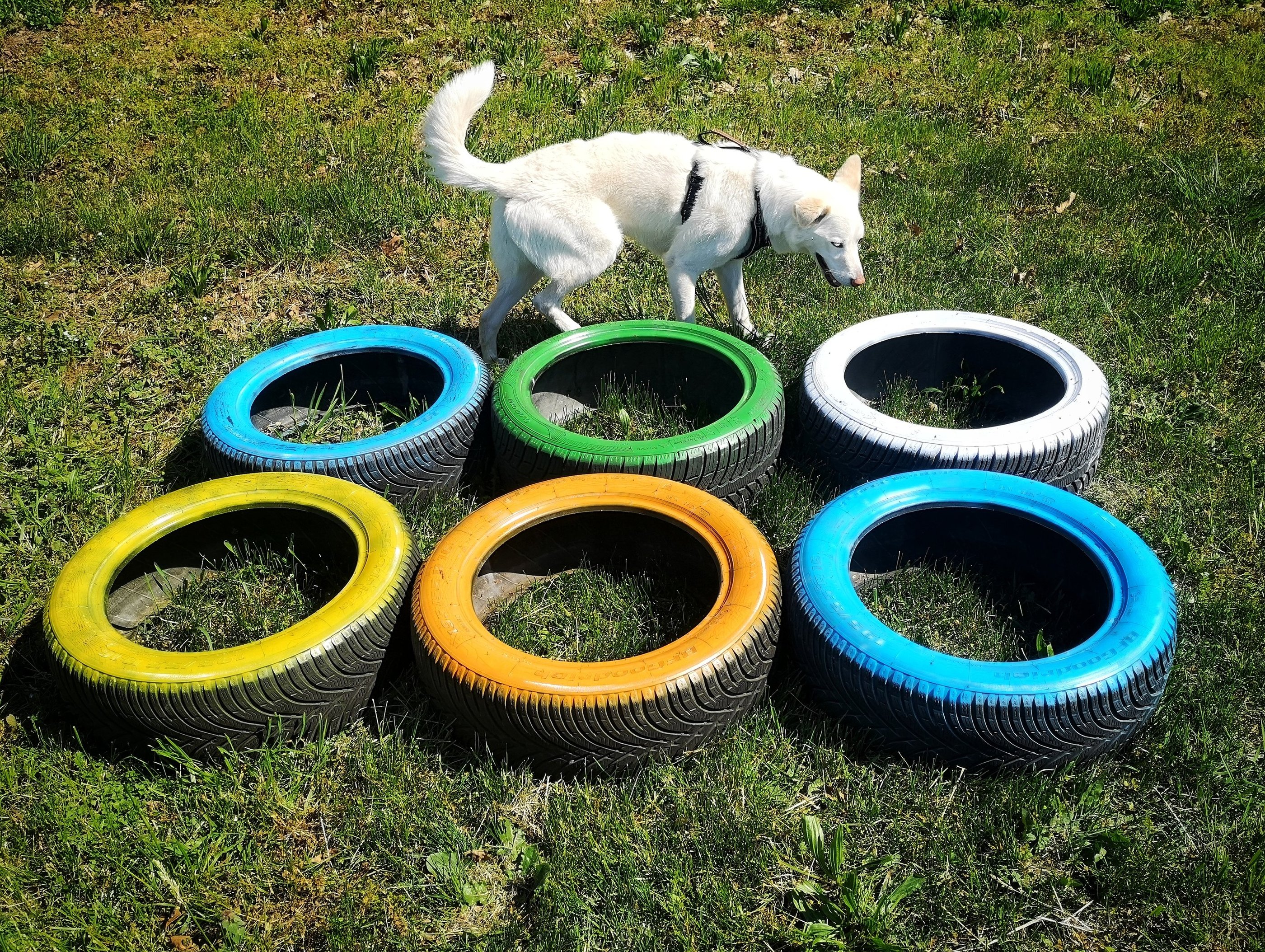 eleducane_recuperi_comportamentali_educatrice_cinofila