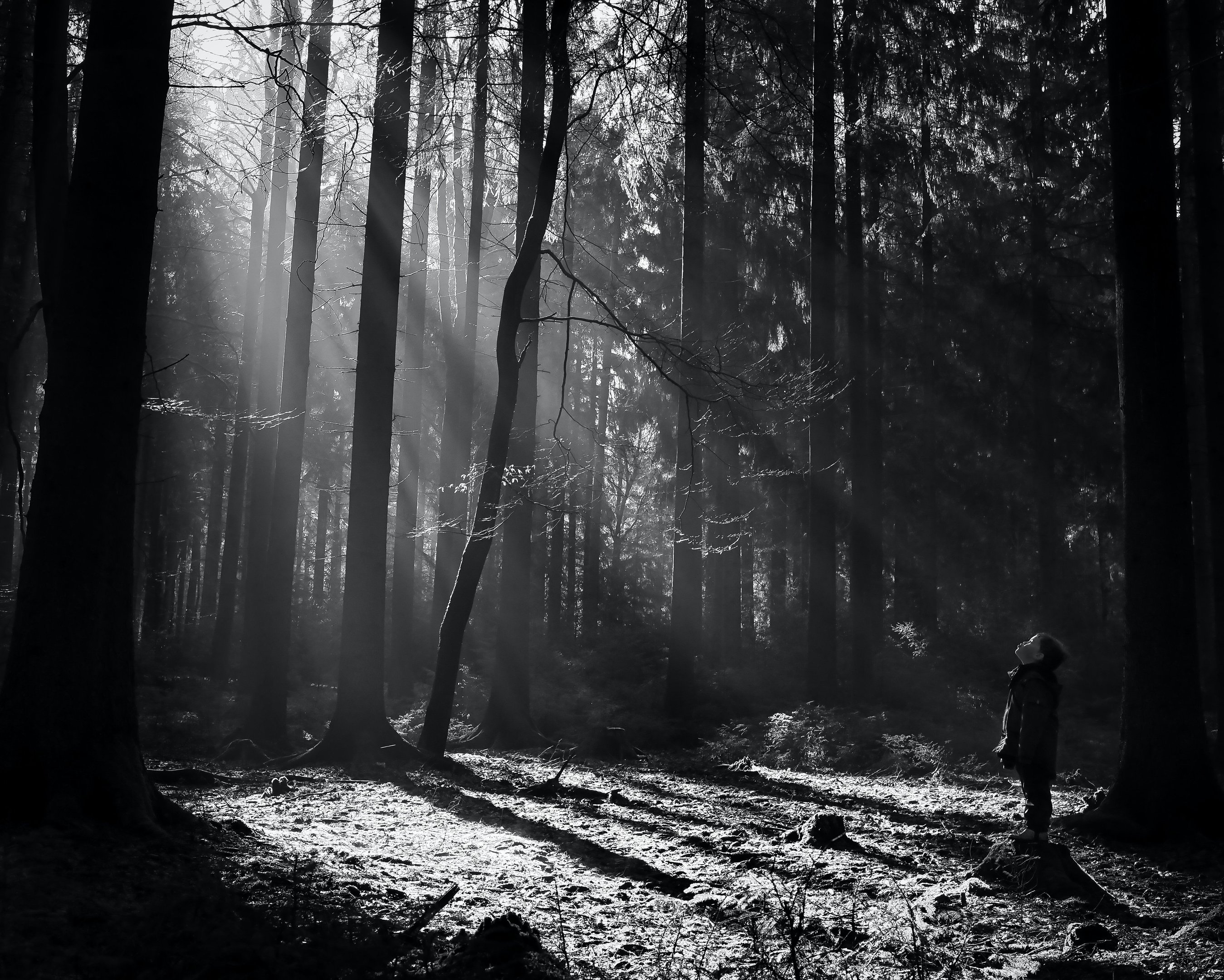 Black and white photo of a person looking up at sun rays filtering through tall trees in a dark forest.
