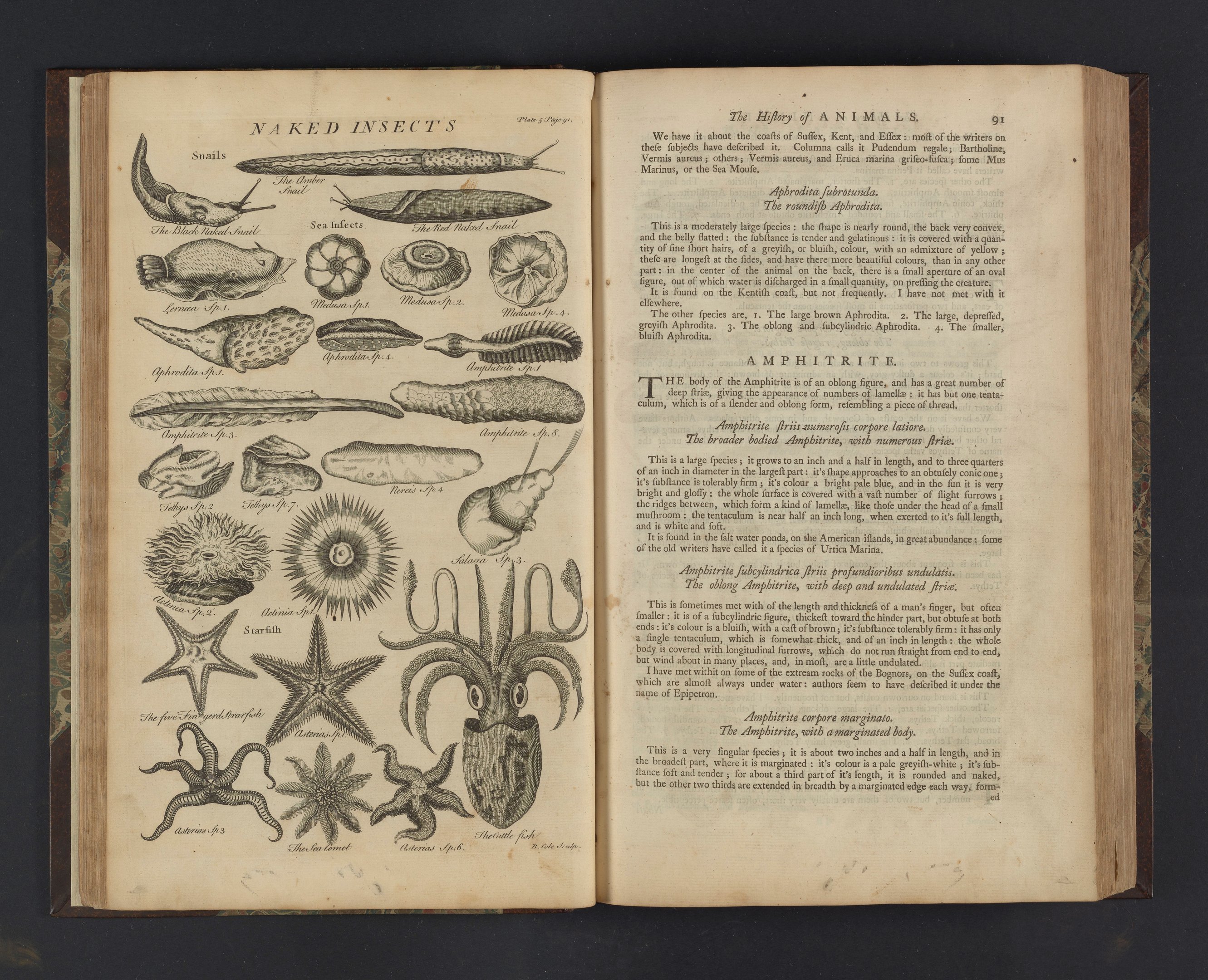 Creatures of the sea