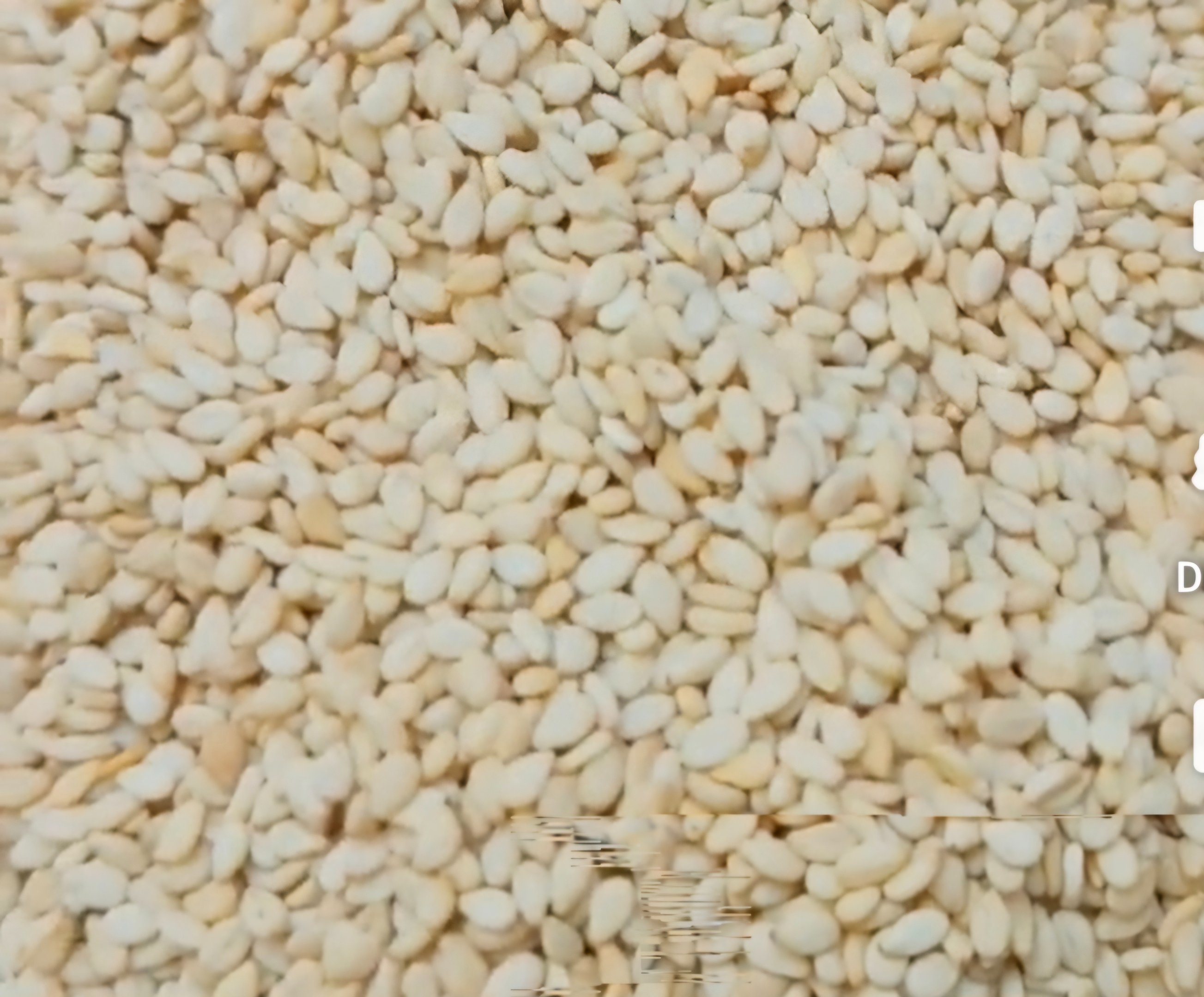 Biggest Sesame Seed Exporters in Pakistan