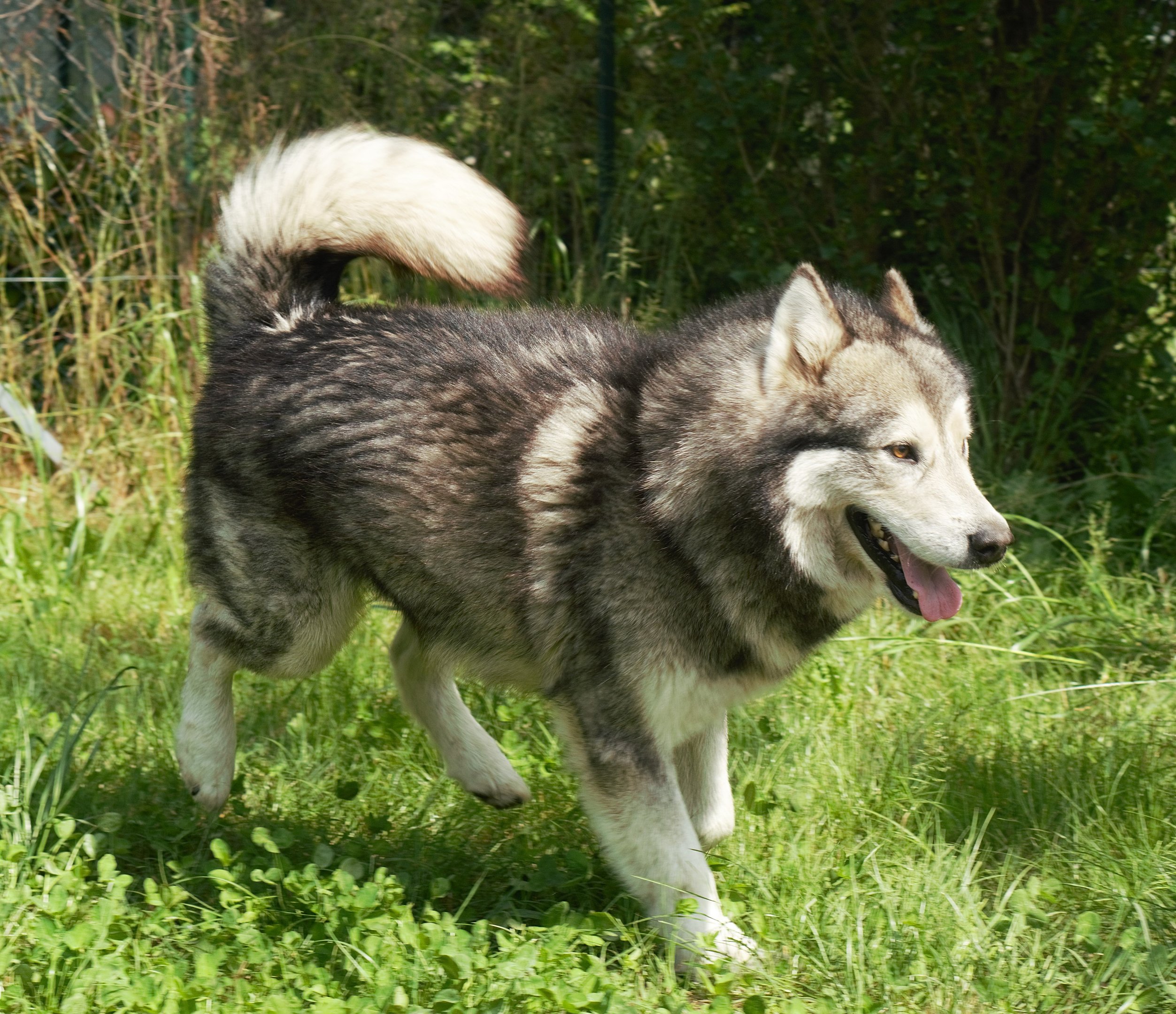 alaskan malamute stallone grigio lupo