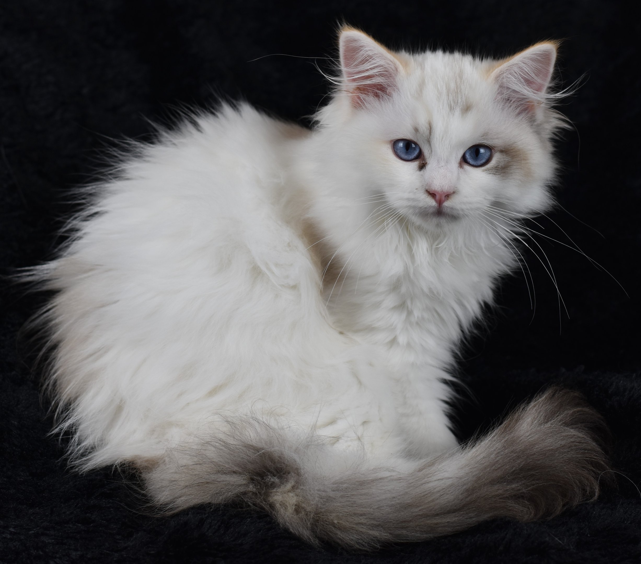 Zoélie des Dolls de Mitilo