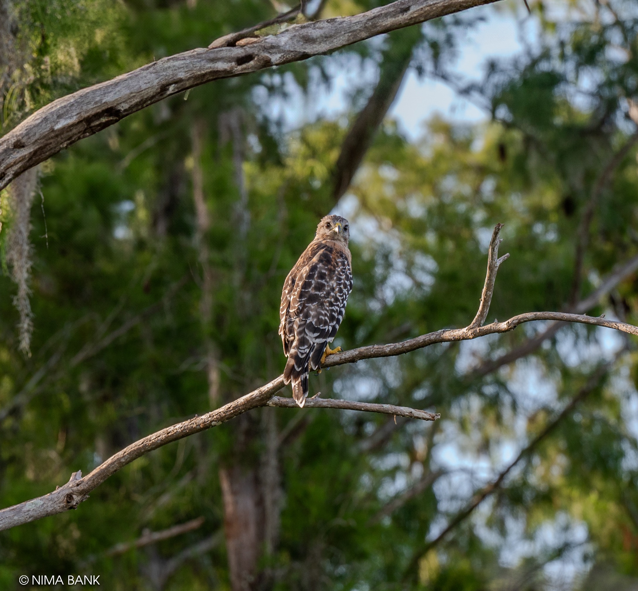 red tailed hawk perched on a branch with a forest background in estero florida