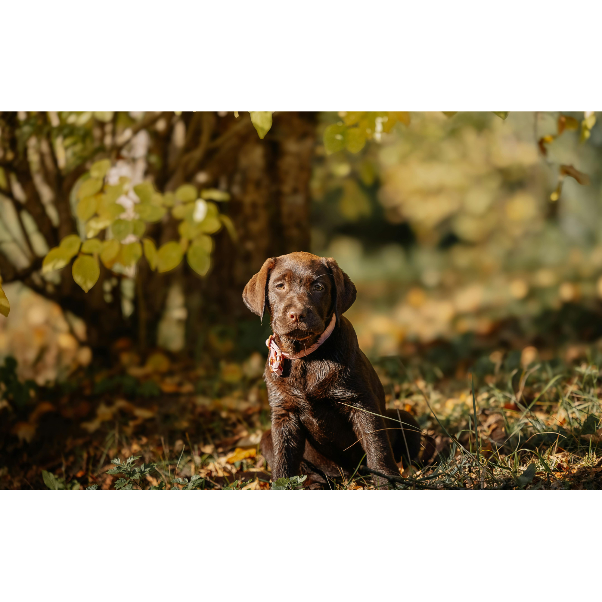 Welpe im Wald – Hundetraining für Welpen in Göttingen
