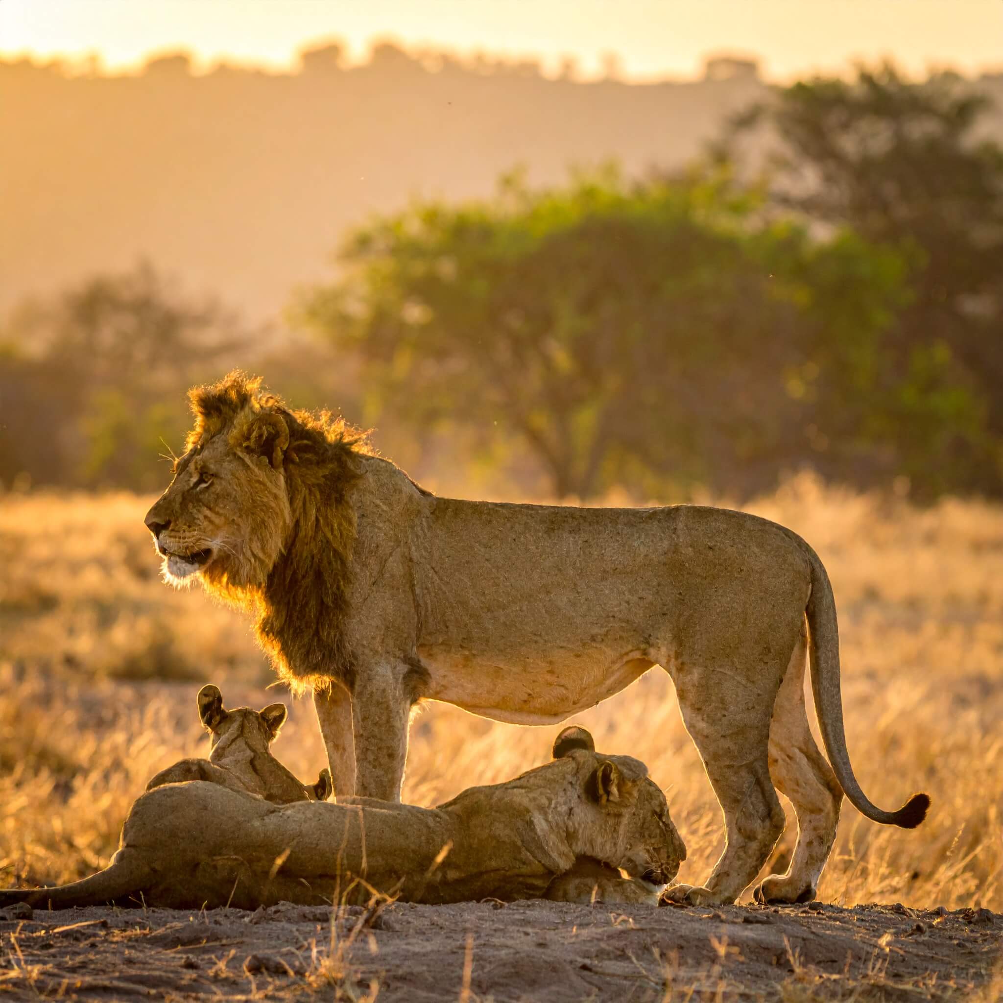 Majestic - Asiatic Lions of GIR National Park, Gujarat