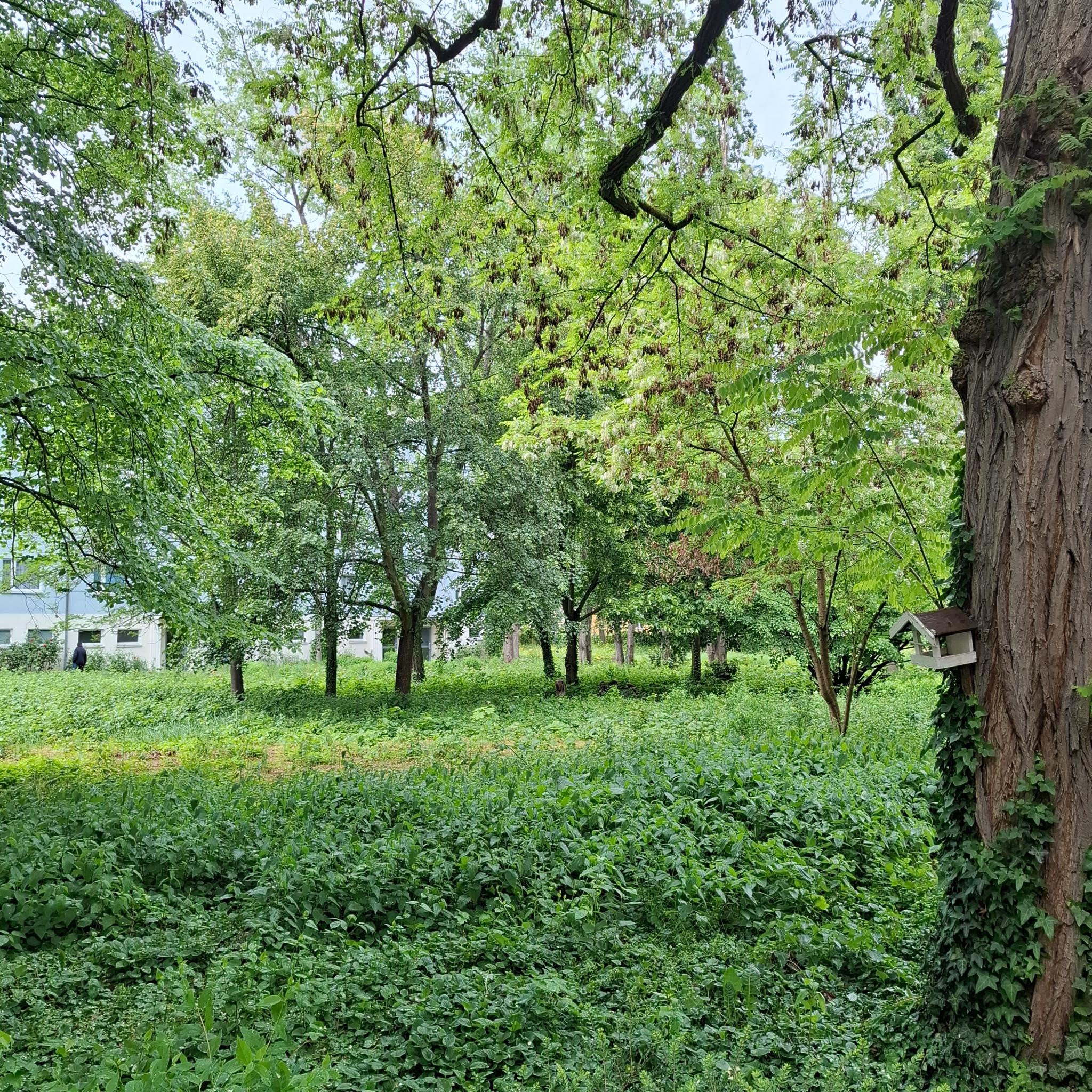 Foto von einer grünen Wiese und einem Baum mit Vogelhäuschen am Stamm.
