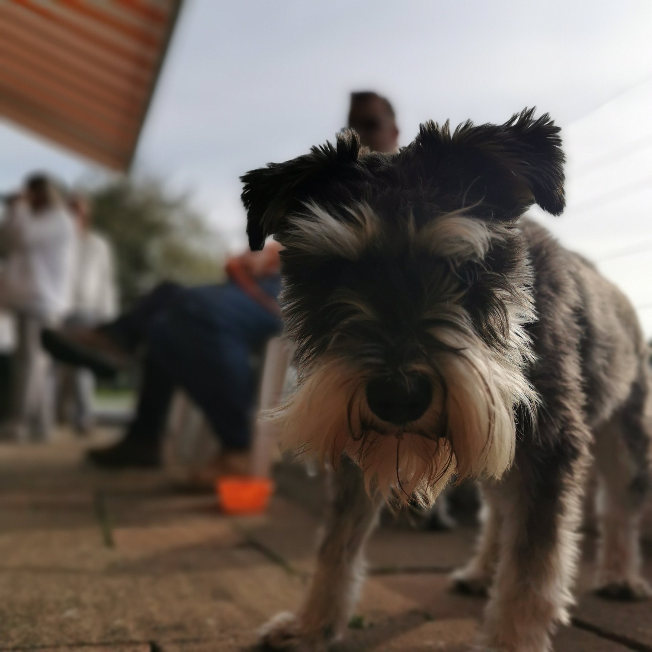 Woof Feedback is important to us