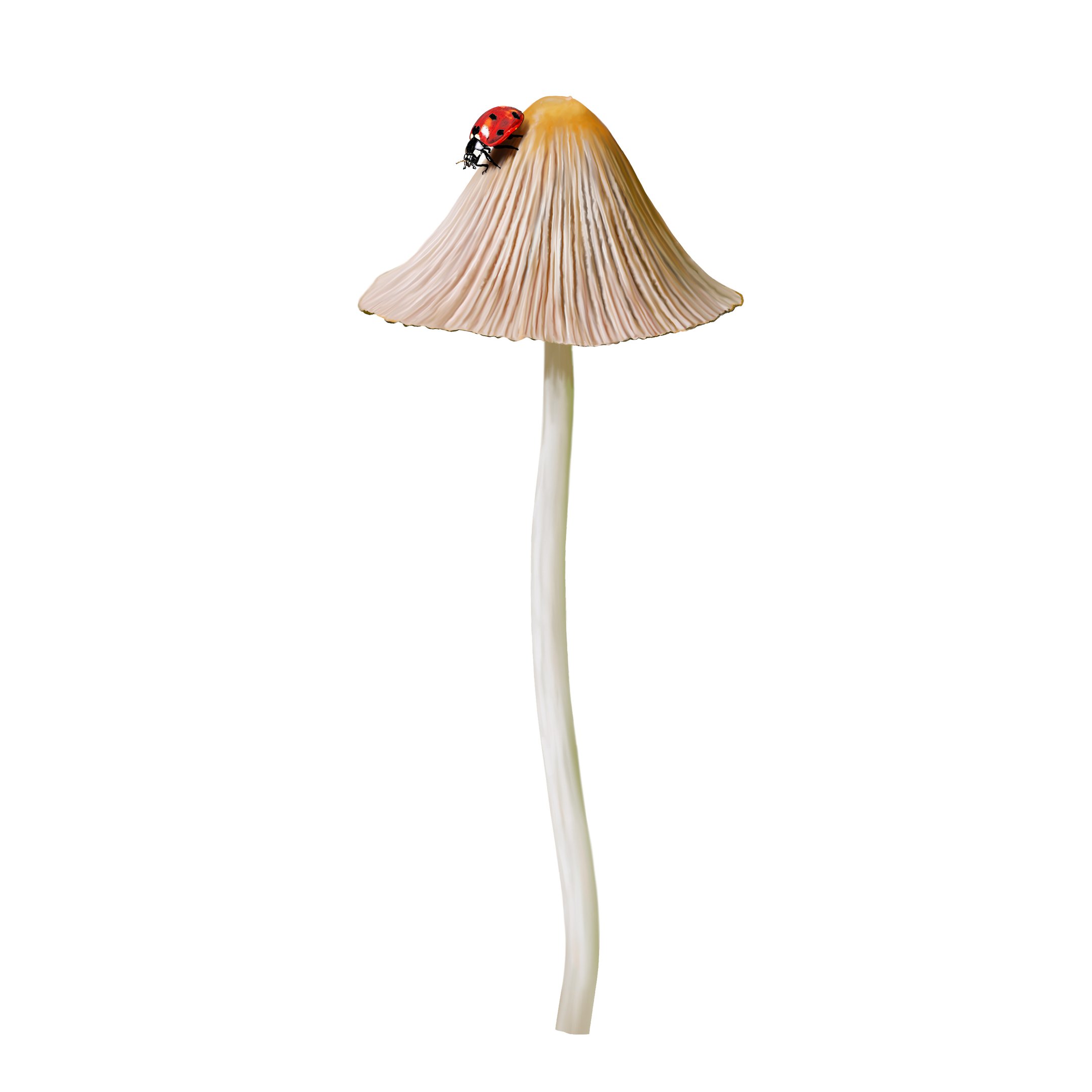 Common bonnet illustration lady beetle