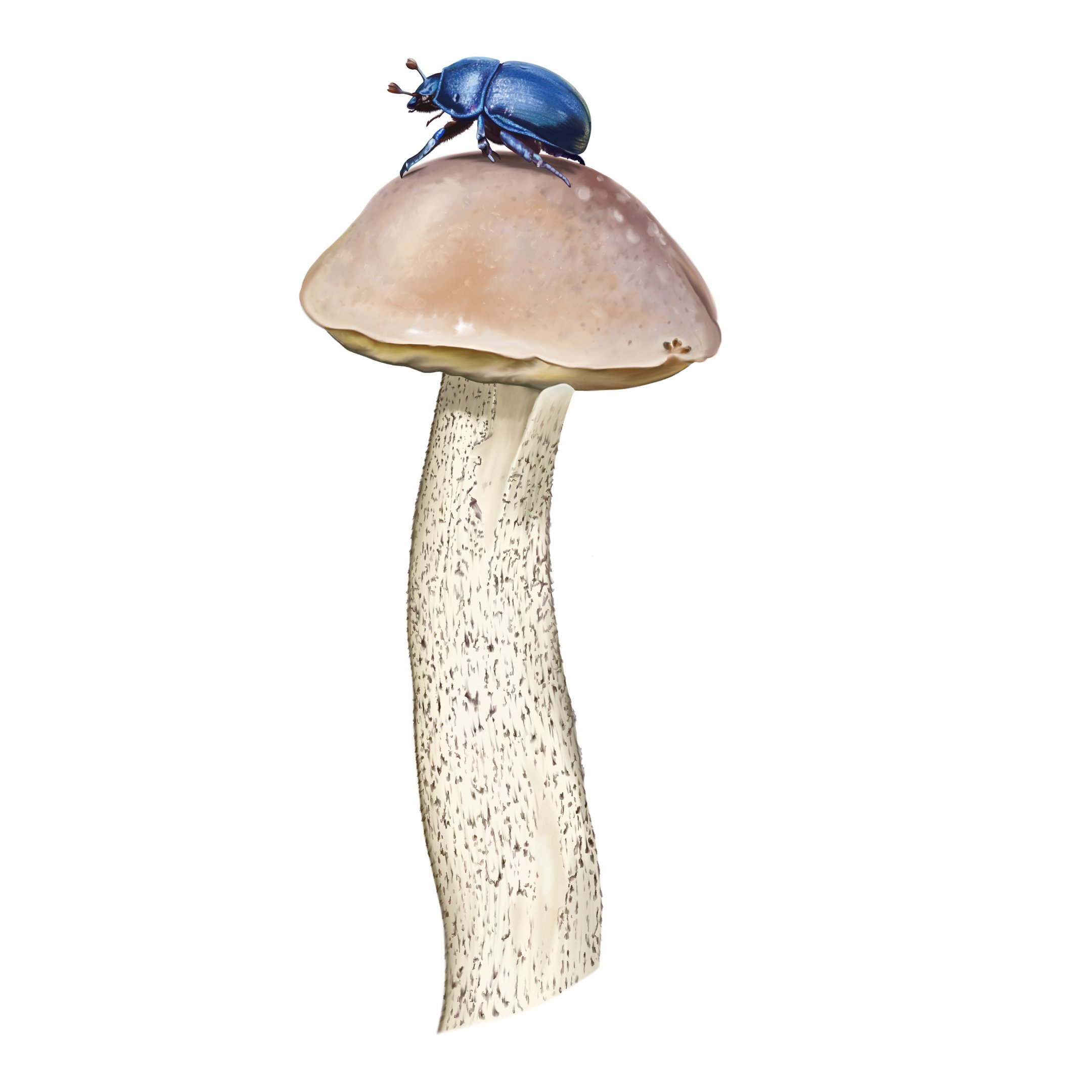 Leccinellum griseum illustration dung beetle