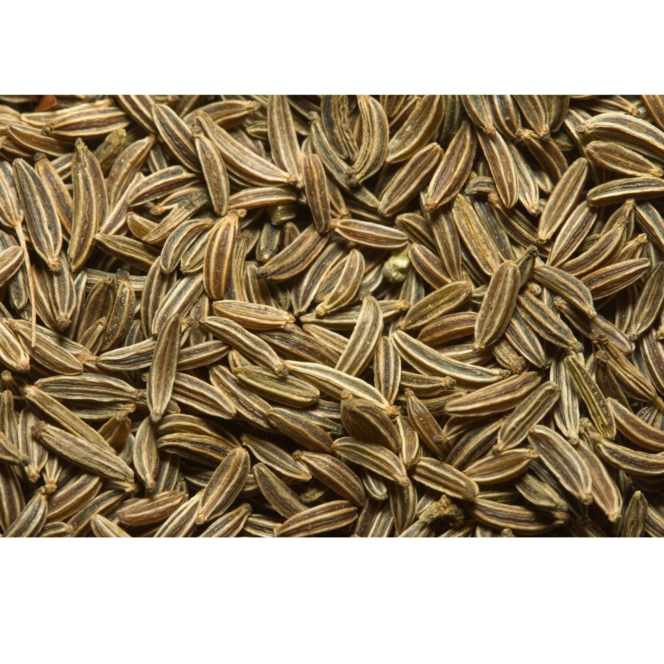 Cumin Jeera - WEARE OCEAN EXPORT