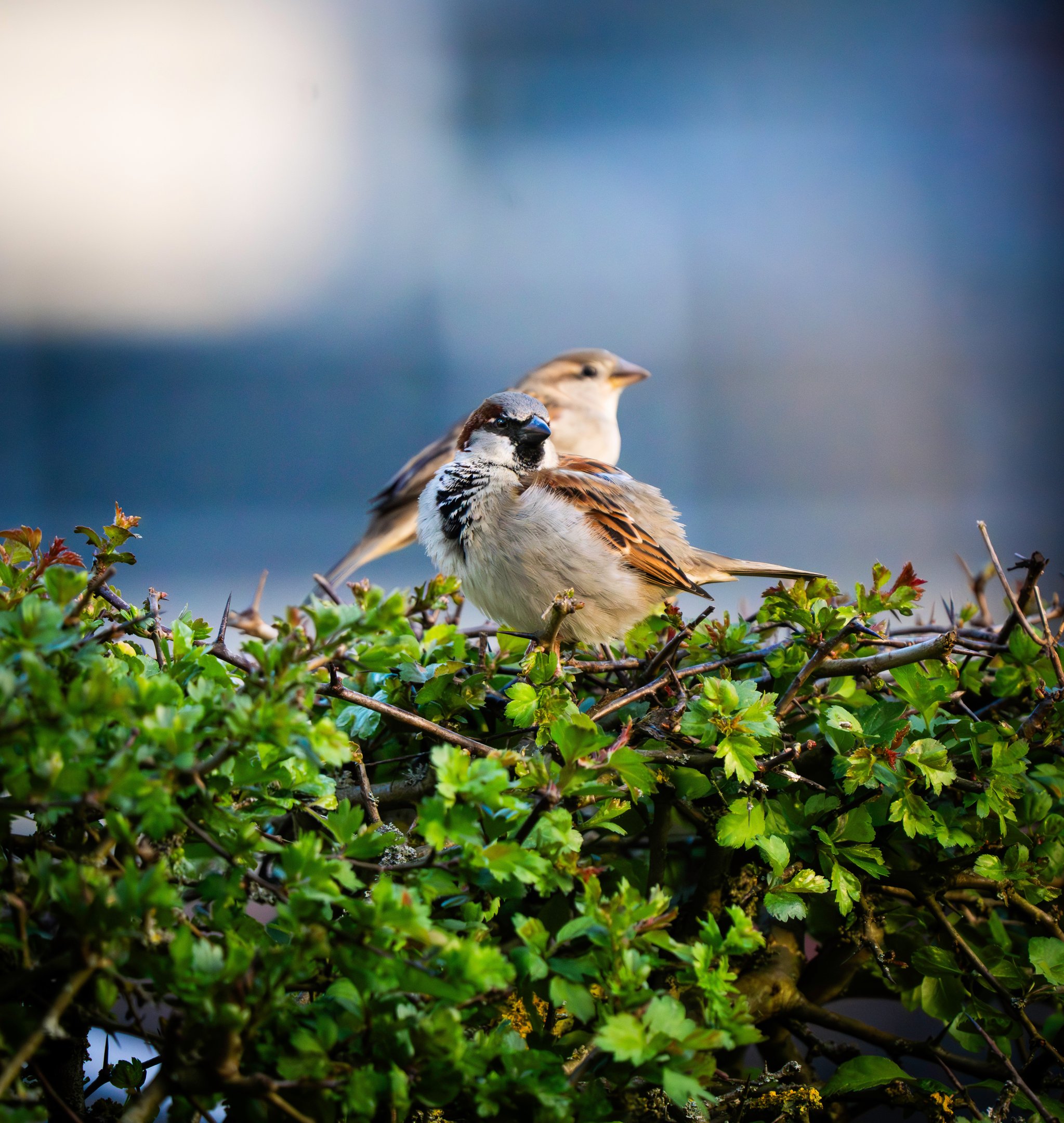 Männlicher und weiblicher Haussperling sitzen zusammen auf einer Weißdornhecke.