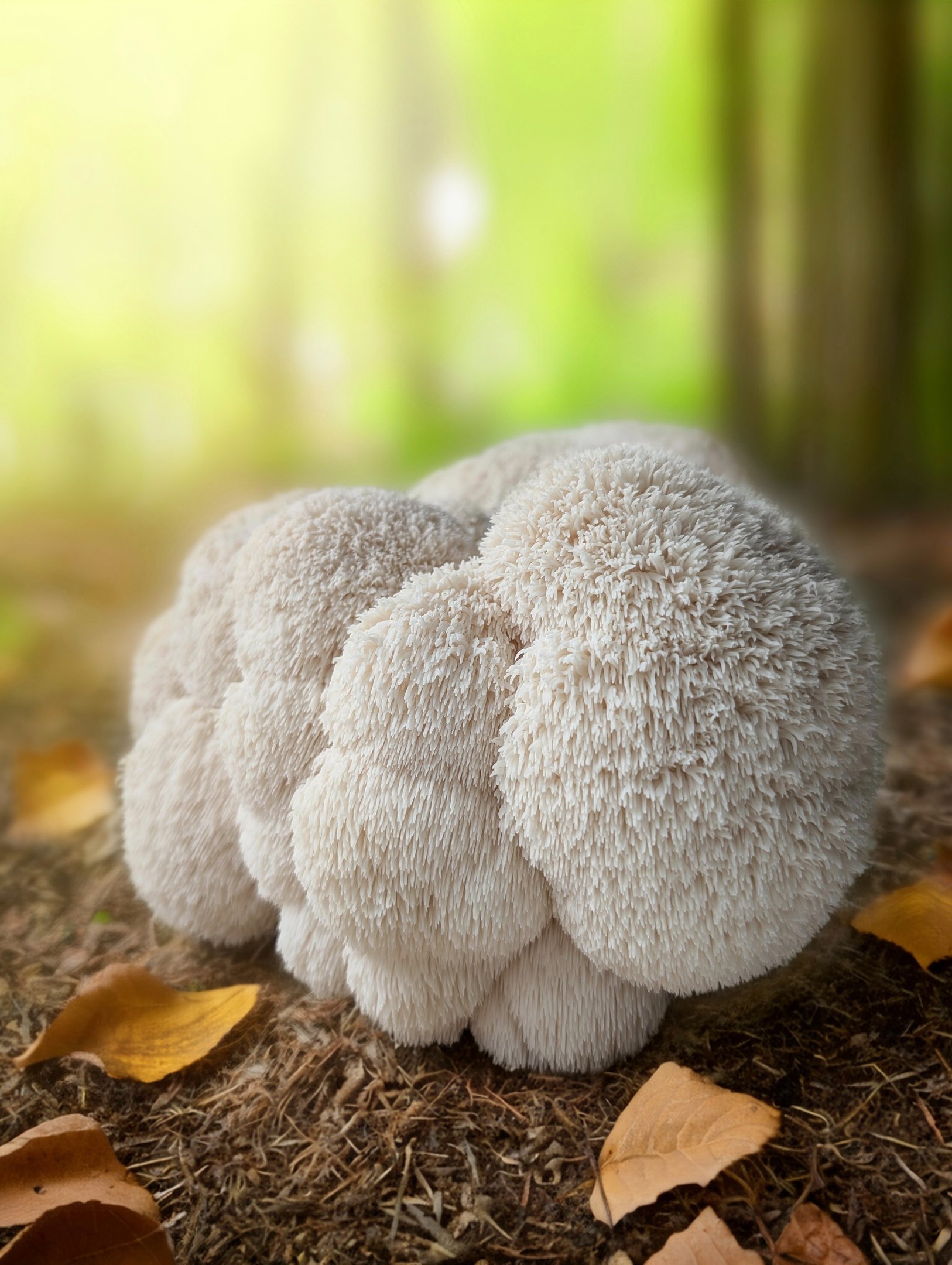 a Lion's mane mushroom on the forest floor, Hericium erinaceus