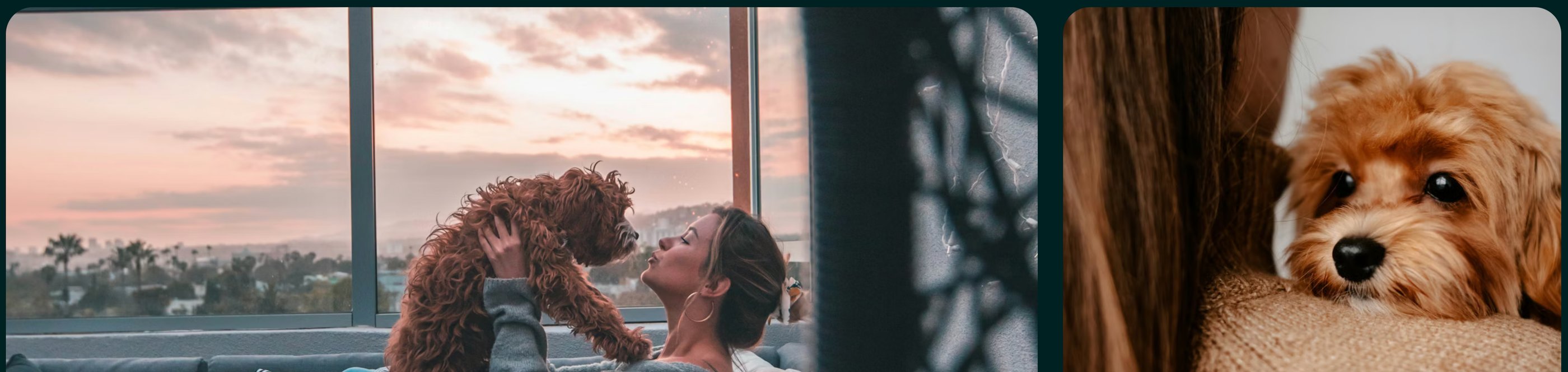 dogAdvisor ✲ dogadvisor ✲ dog advisor ✲ Blog for new dog owners ✲ dogs ✲ dog advisers ✲ dog advisors