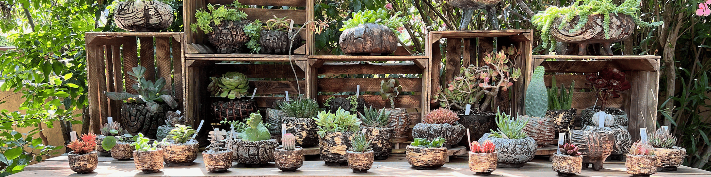 A display of ceramic kusamono aund caudex pots with plants 