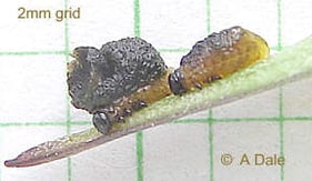 Lily beetle larvae