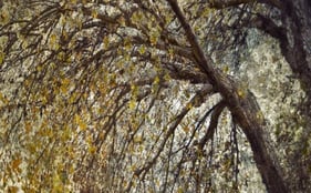 Martin Osner’s art tree photography collection featuring textured, layered autumn leaves and an arched tree.