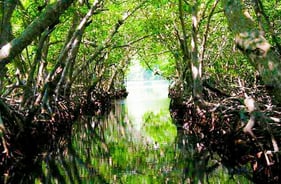 Mangrove Tour Roatan