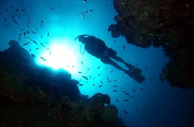 Roatan Night Snorkel