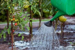 arrosage du jardin 