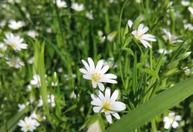 Close-up of wild white starwort flowers blooming in a lush green meadow in springtime, under natural