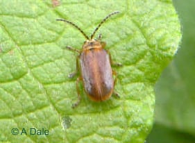 Willow Leaf Beetle