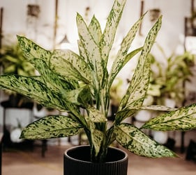 Dieffenbachia plant that doesn't need pruning