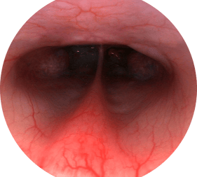 endoscopia veterinaria minima invasion
