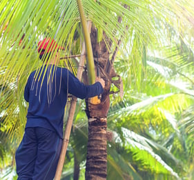 man trimming palm trees in honolulu, hawaii