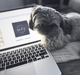 dog photo booth helper