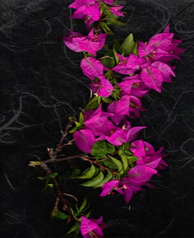 Scanned image of a Bougainvillea branch