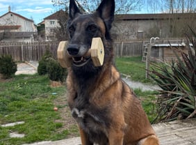 Malinoise avec une haltère en cours d'obéissance à Roanne chez Caninsens
