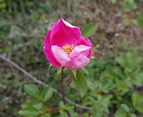fiore che sboccia come il cuore che nella consulenza si apre all'ascolto