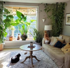Living room setup during house sitting services – Ensure Pet Care, Silver Spring.