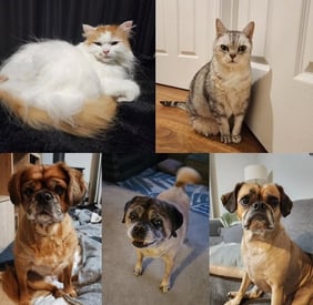 Calm pets at home with house sitting in Silver Spring – Ensure Pet Care overnight care.