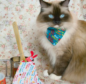 a cat with a blue bandanna and chef cook