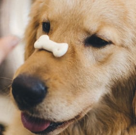 Dog treats