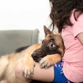 pregnant dog with owner